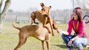 Gruppentraining ist für Hunde ideal, die nur wenig Kontakt zu Artgenossen haben