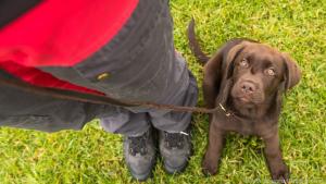 Die Signale des Hundes verstehen: Ein Besuch in der Hundeschule hilft dabei