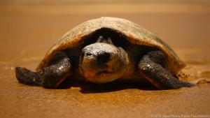 Die Schildkröten sind der Trumpf des Reserva Marinha Parcial da Ponta do Ouro