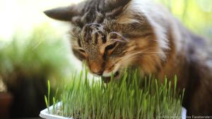 Katzengras kann ein Mittel sein, um die Tiere von anderen Pflanzen fernzuhalten