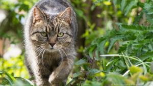 Freigängerkatzen haben draußen die Möglichkeit, sich auszutoben
