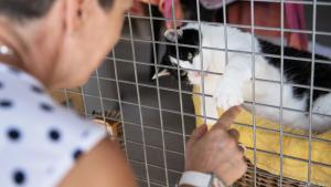 Seit Pandemie-Beginn ist die Nachfrage vor allem nach Katzen gestiegen