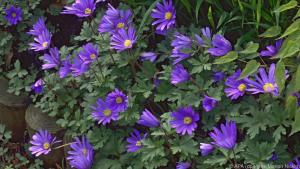 Die Anemone blanda "Blue Shades" hat besonders intensive mittelblaue Blüten