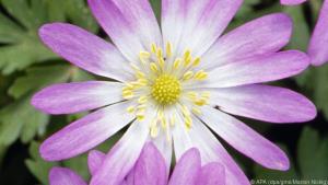 Die rosa blühende Frühlings-Anemone pflanzt man am besten schon im Herbst