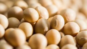 Weiße Sojabohnen sind die Grundlage für Tofu