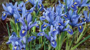 Die Netz-Iris (Iris reticulata) 'Alida' erblüht in strahlendem Blau