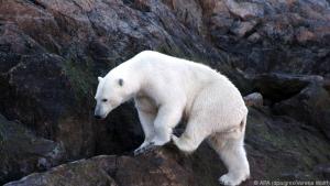 Seltener Anblick - ein Eisbär in der kanadischen Baffin-Bucht