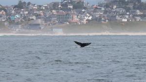 Whale Watching in Newport