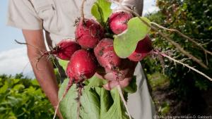 Mit einem Frühbeet lässt sich die Ernte der Radieschen vorziehen