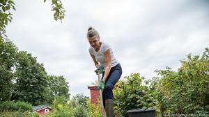 Frühe Sorten kann man bereits im Juli und August ernten