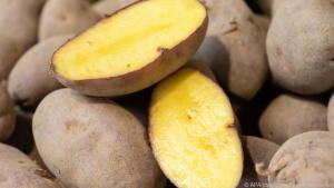 Schöne Ernte: Bei 15 Grad Bodentemperatur gedeihen Kartoffeln am besten