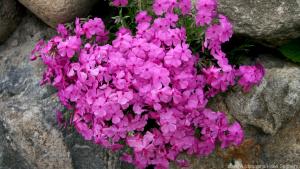 Knalliges Pink und würziger Duft sind Merkmale des Phlox