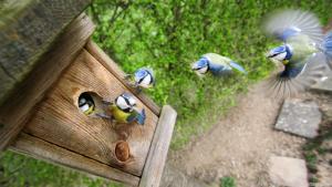 Landeanflug einer Blaumeise auf den Nistkasten in einer Montage aus fünf Einzelfotos