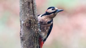 In einem etwas wilden Garten fühlen sich Insekten wohl - und die frisst der Buntspecht