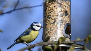 Vogelfutter wird am besten über einen Futterspender angebotens