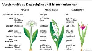 Bärlauch, Maiglöckchen und Herbstzeitlosen auf einen Blick erkennen