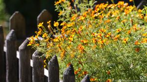 Blühende Ringelblumen am Gartenzaun können Gäste und Bewohner willkommen heißen