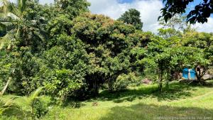 Das Klima auf den Seychellen fördert das wilde Wachstum der Vegetation