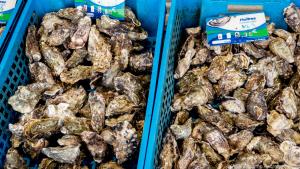 Die Küste zwischen La Rochelle und Hendaye ist auch wegen ihrer Austern beliebt