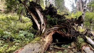 Im Nationalpark wurde die Natur weitgehend sich selbst überlassen
