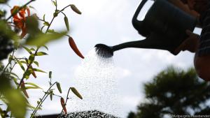 Schlau, wer Regenwasser für das Gießen der Blumen im Garten nutzt