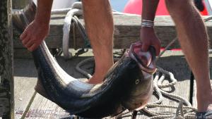 Der Fischfang hat auf Martha's Vineyard immer eine wichtige Rolle gespielt
