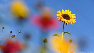 Die fertige Blumenwiese ist kein Ort zum Fußballspielen