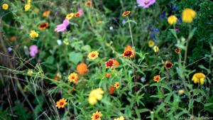 Damit eine Wildblumenwiese gedeiht, braucht sie einen gut vorbereiteten Boden