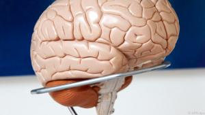 Enzephalitis betrifft im Gegensatz zur Meningitis das gesamte Gehirn