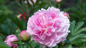 Die Blüte ist schon eindrucksvoll, Pfingstrosen duften aber auch noch wundervoll