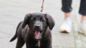 Ein Hund sollte pro Lebensmonat am Stück nur etwa fünf Minuten Gassi gehen