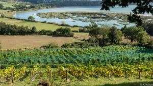 Auch in der Bretagne wächst Wein