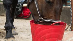 Soll ein Pferd Leistung bringen, kann man zusätzlich Getreidefutter anbieten