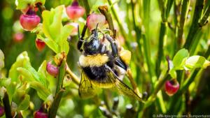 Blühende Heidelbeeren locken nicht nur Hummeln oder Bienen an