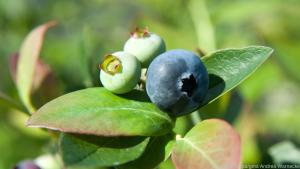 Wenn sich die grünen Heidelbeeren verfärben, sollte man sie vor Vögeln schützen