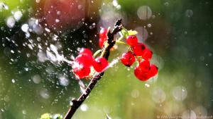 Viel oder wenig Wasser - bei vielen Bewässerungen kann man das einstellen