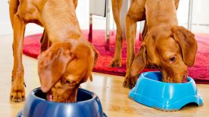 Leben mehrere Hunde in einem Haushalt, füttert man sie am Anfang in getrennten Ecken