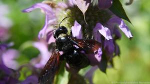 Die Blüten der Indianernessel (hier: Monarda citriodora) sind ein Magnet für Insekten