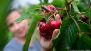 Zugreifen erlaubt: Kirschen sind ein idealer Snack für zwischendurch