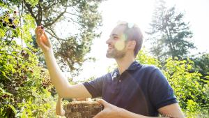 Beeren sollten nach dem Pflücken nicht zu lange gelagert werden