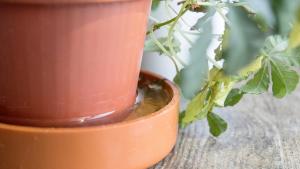 Aufgestautes Wasser im Untersetzer sollte man entfernen