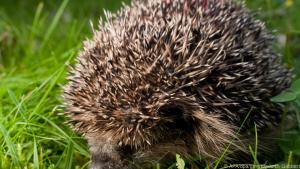 Igel brauchen ein gutes Versteck im Garten - eine stille Ecke reicht schon