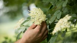 Holunderblüten lassen sich gut sammeln und zu Tee verarbeiten