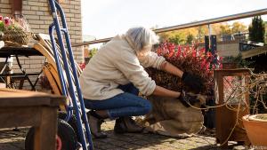 Topfpflanzen die im Freien bleiben, in Vlies einwickeln