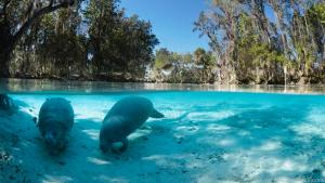 In der Bucht von Crystal River kann man mit Seekühen schwimmen