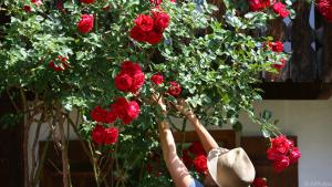 Mit der richtigen Pflege ist die Rosenpracht groß