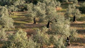 Knorrig und irgendwie schön: Olivenbäume im Morgenlicht bei Montoro