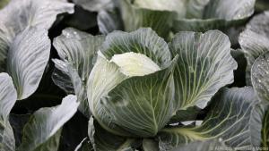 Slow-food: Große Kohlköpfe wachsen teils über Monate bis zur Ernte heran