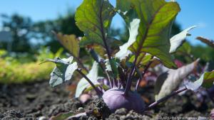 Auch im Beet hübsch anzusehen: Blauer Kohlrabi