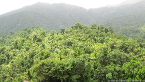 Im El Yunque-Regenwald leben neben uralten Baumriesen auch kleine Zwergfrösche